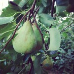 Nice Pear