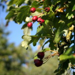 Autumn Berries